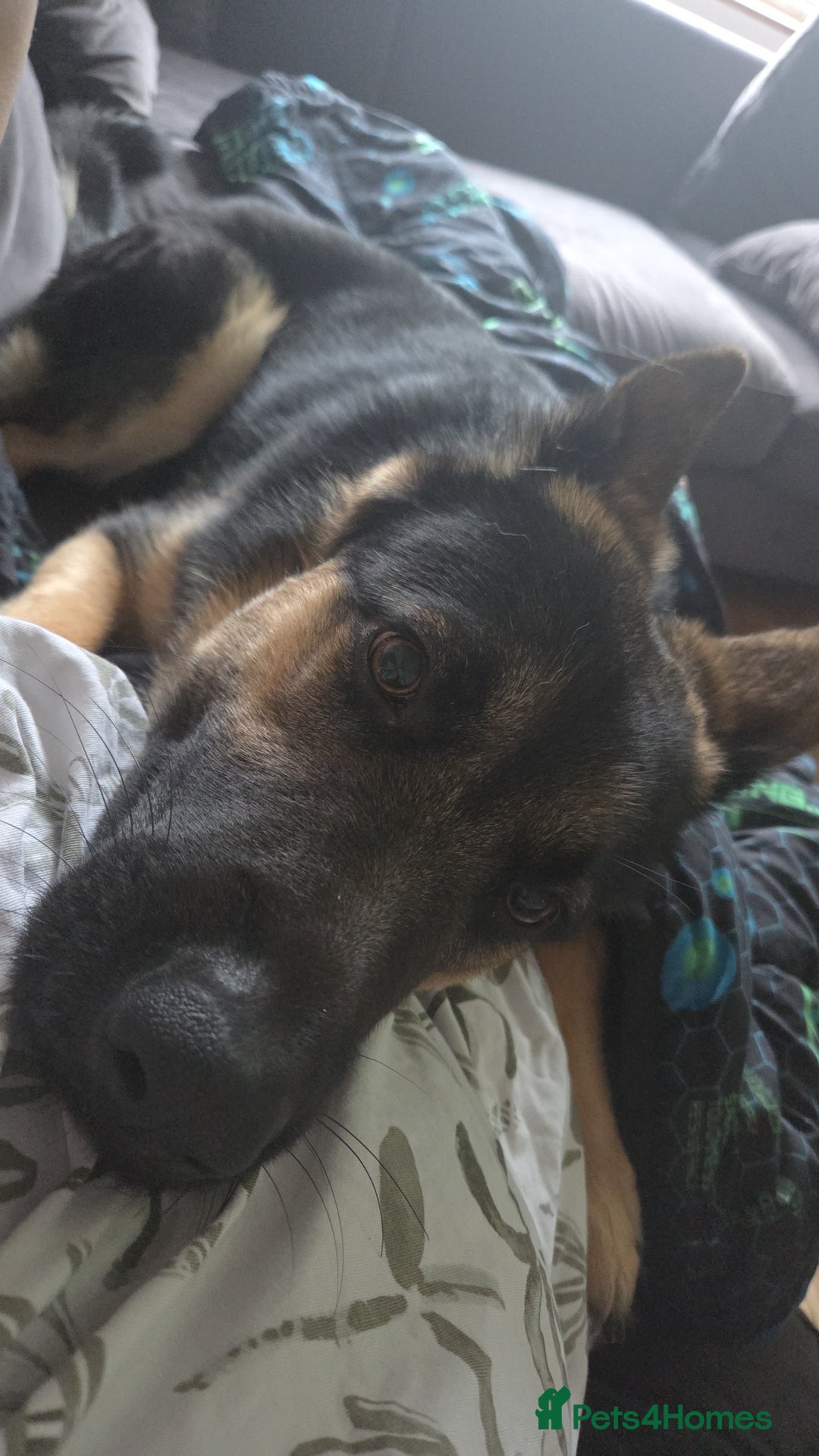 German Shepherd dogs for sale: Hansel  - Advert 3