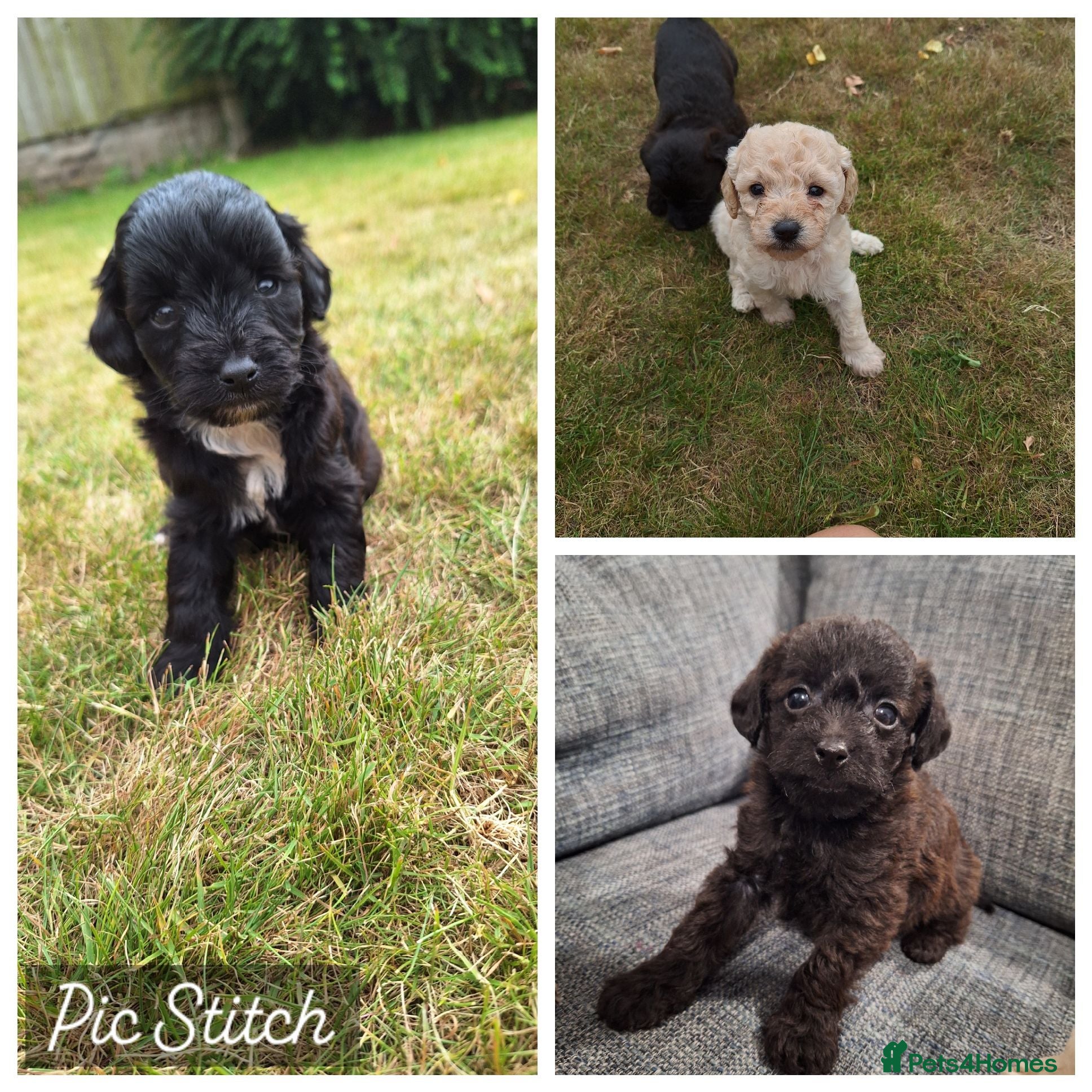 Mixed Breed dogs Border poodle puppies  - Advert 17