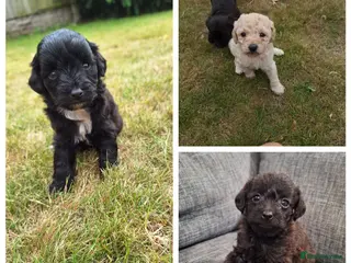Mixed Breed dogs Border poodle puppies - Advert 17