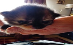 Mixed Breed cats for sale: 3 gorgeous tortoiseshell kittens  - Image 1