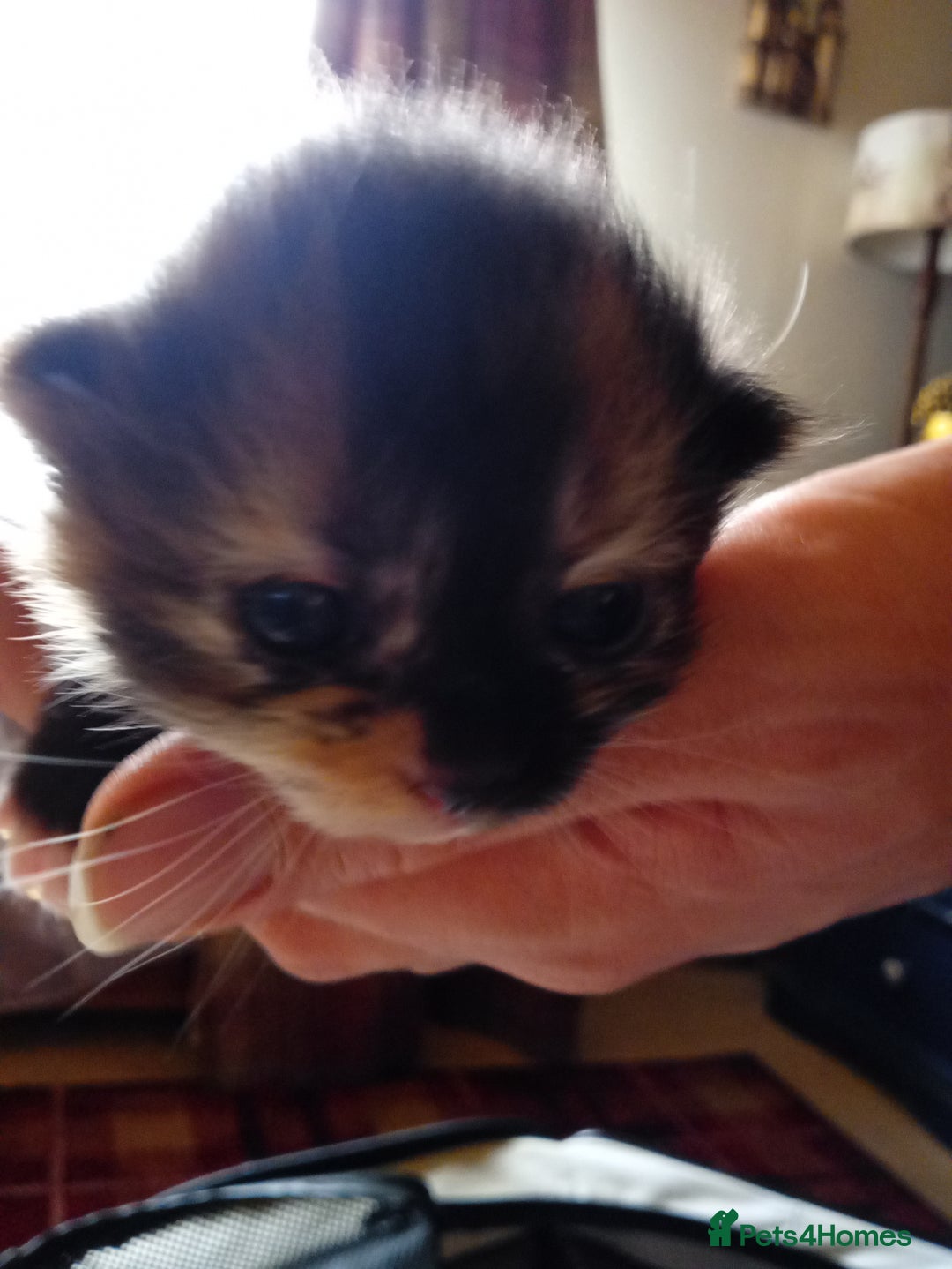 Mixed Breed cats for sale: 3 gorgeous tortoiseshell kittens  - Image 1