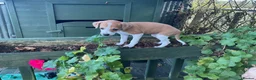 Italian Greyhound dogs for sale: Royal kennel club registered  - Advert 17