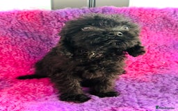 Cockapoo dogs for sale: Cockpoos puppies  - Image 5