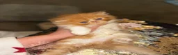 Persian cats for sale: 💖💖🐱💙💙 Persian kittens 💙💙🐱💖💖 - Advert 10