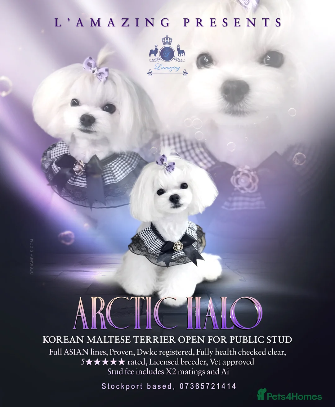 Maltese dogs for stud: Full KOREAN health ✅ tiny stud licensed 5* quality - Advert 1