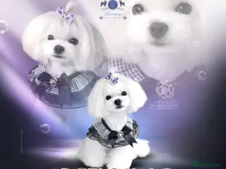 Maltese dogs for stud: Full KOREAN health ✅ tiny stud licensed 5* quality - Advert 2