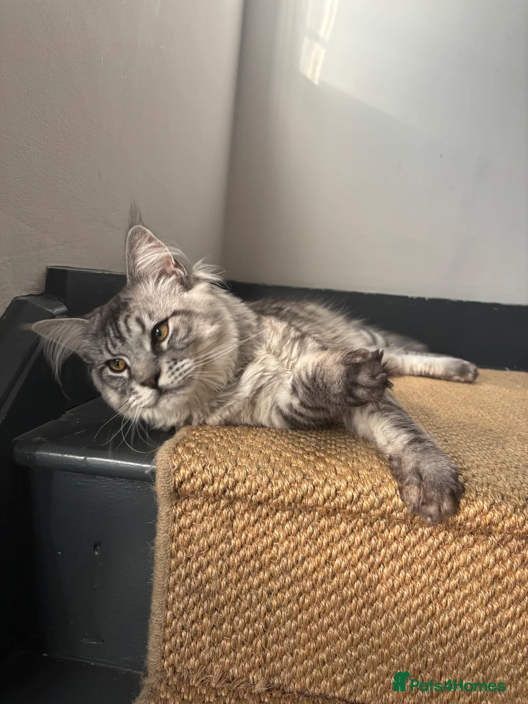 Maine Coon cats for stud: Silver Striped Male for STUD - Advert 6