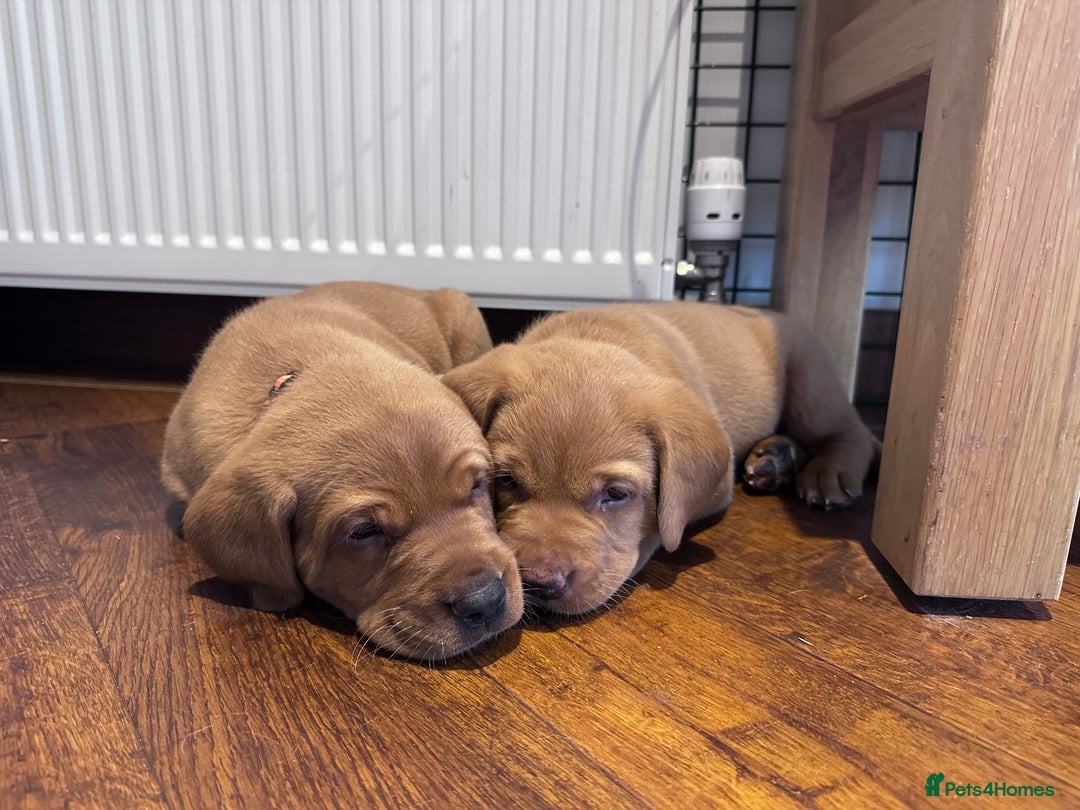 Labrador Retriever dogs for sale: ❤️ 🐾 KC registered Fox Red Labrador Pups, Angus - Image 5