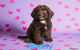 Cockapoo dogs for sale: ⭐️READY NOW⭐️Stunning DNA clear C f1 choc  - Image 8