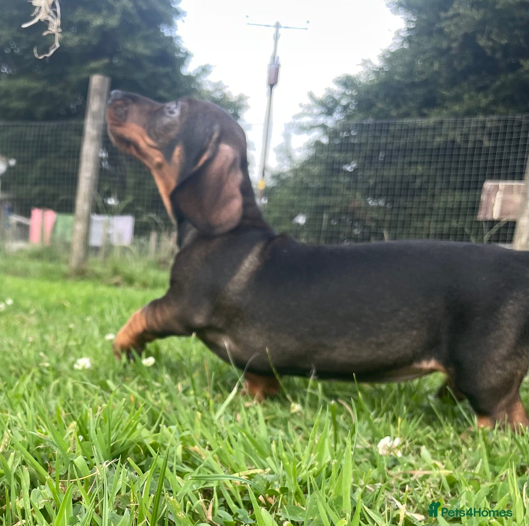 Dachshund dogs for sale: Standard Wire Haired Dachshunds - Image 23