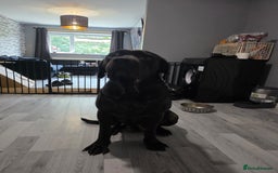 Cane Corso dogs for sale: Female can corso  **  - Image 2