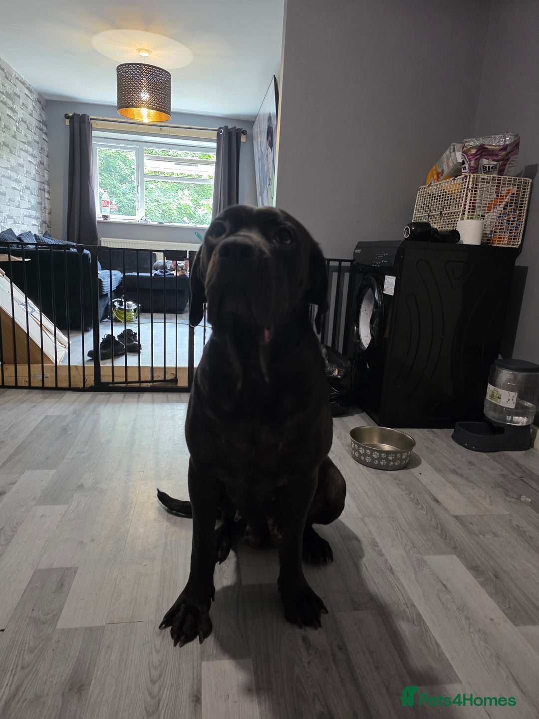 Cane Corso dogs for sale: Female can corso  **  - Image 2