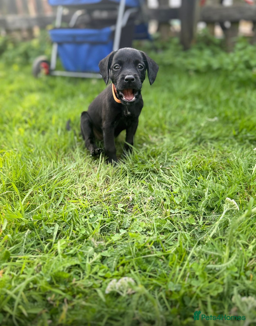Mixed Breed dogs for sale: Pattendales cross ready now 🩷 - Image 8