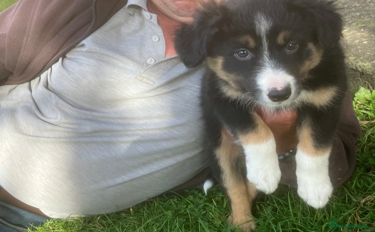 Border Collie dogs - Advert 2