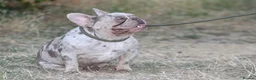 French Bulldog dogs for stud: Isabella & tan merle - Advert 9
