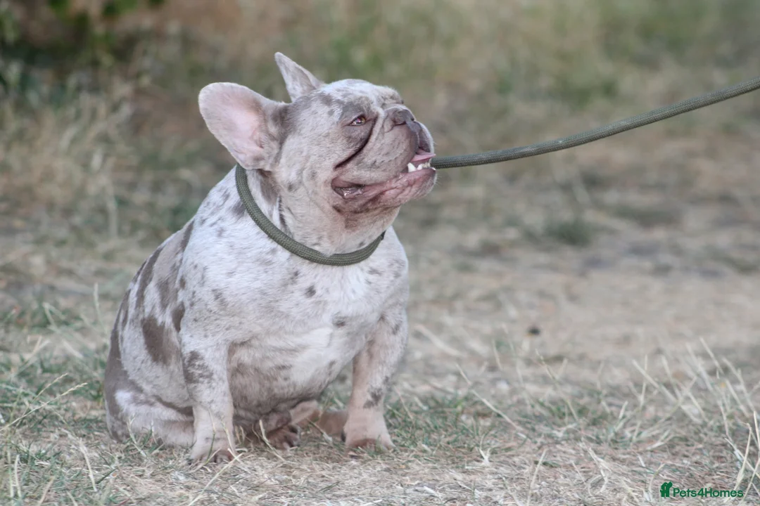 French Bulldog dogs for stud: Isabella & tan merle - Advert 9