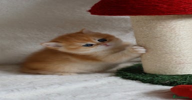 British Shorthair cats 🧿Exclusive Golden BritishShorthair ready 31.12 🧿 - Advert 12