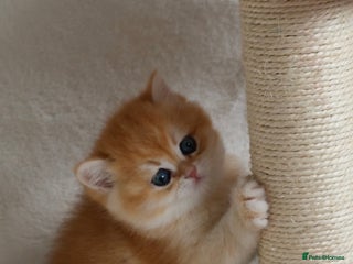 British Shorthair cats 🧿Exclusive Golden BritishShorthair ready 31.12 🧿 - Advert 17