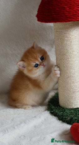 British Shorthair cats 🧿Exclusive Golden BritishShorthair ready 31.12 🧿 - Advert 15
