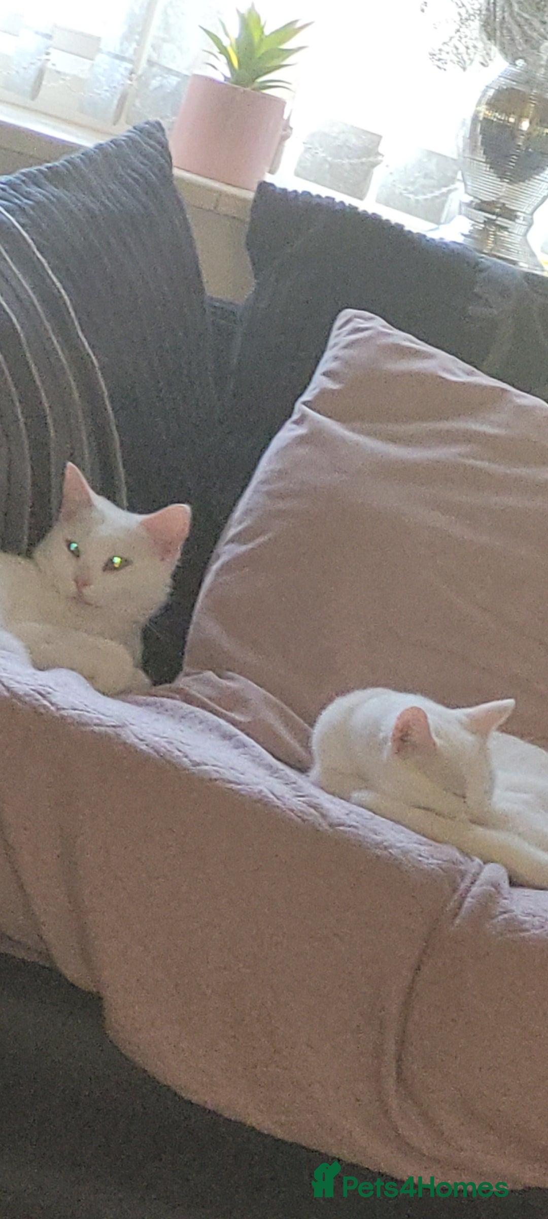Mixed Breed cats for sale: Kittens - Image 4