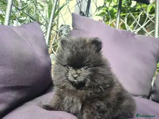 Pomeranian dogs KC registered ** mall black Pomeranian Boys - Advert 2