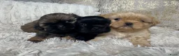 Shih Tzu dogs for sale: Imperial Shih Tzu puppies  in Derby - Advert 10