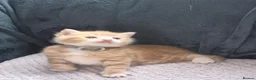 Mixed Breed cats for sale: Cutte baby cats for sale . - Advert 12