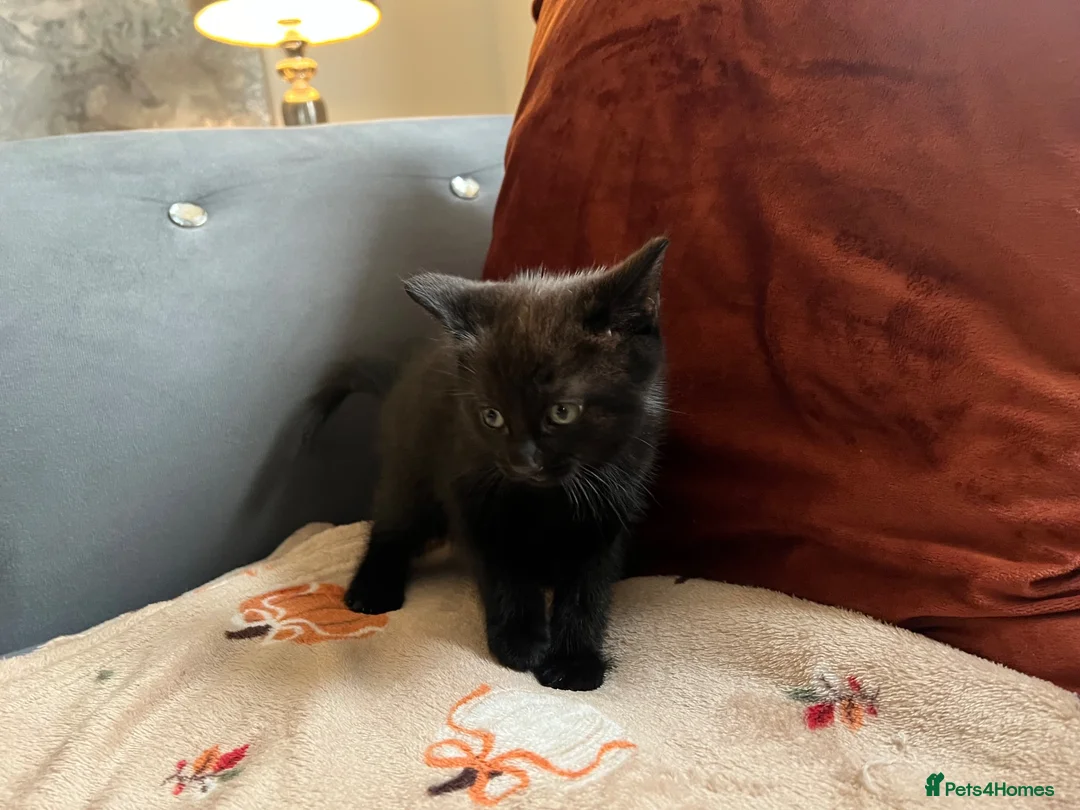 British Shorthair cats for sale: British short hair kitten  - Advert 5