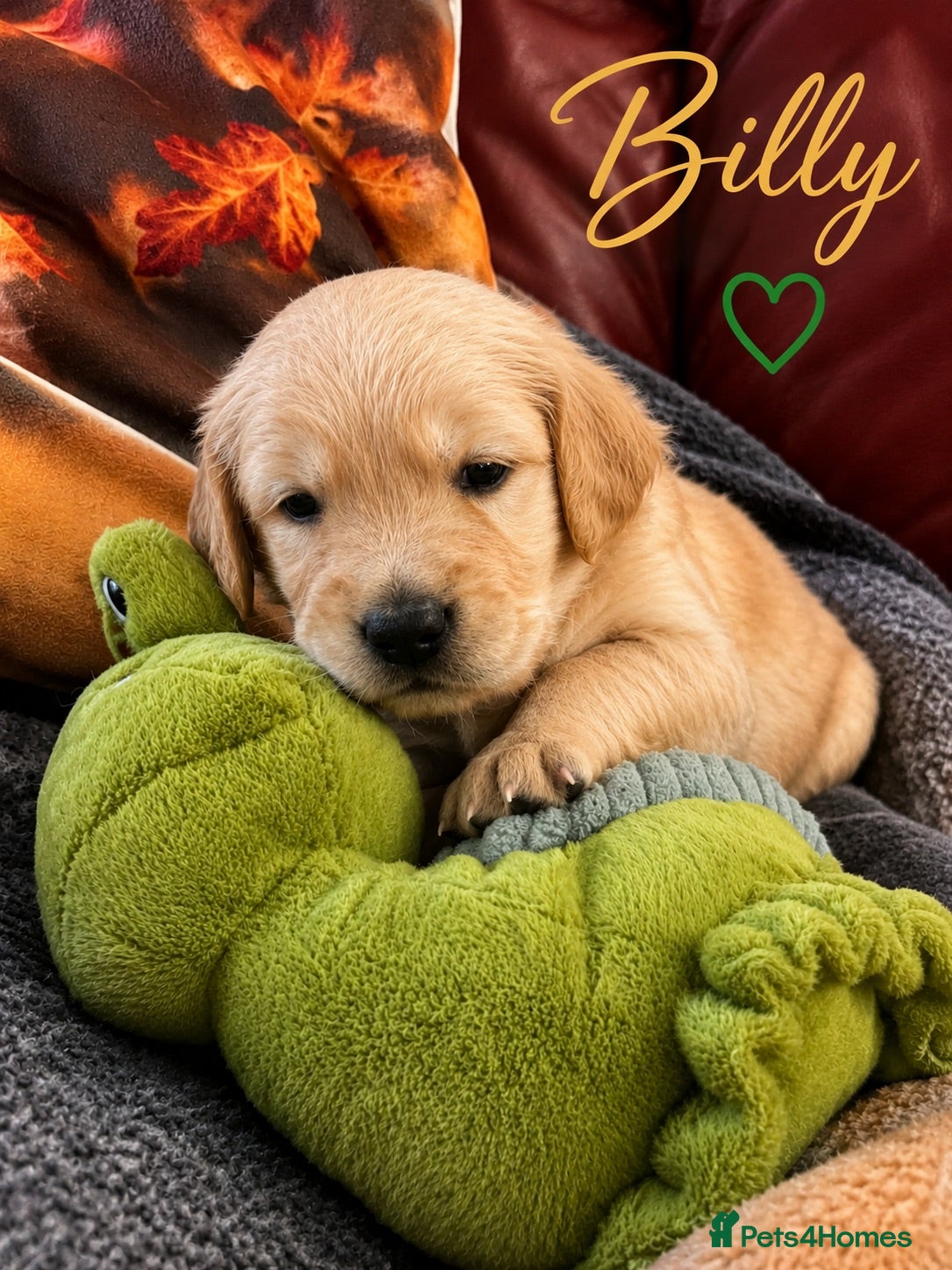 Golden Retriever dogs KC Registered Goldens Raised In Our Family Home - Advert 10