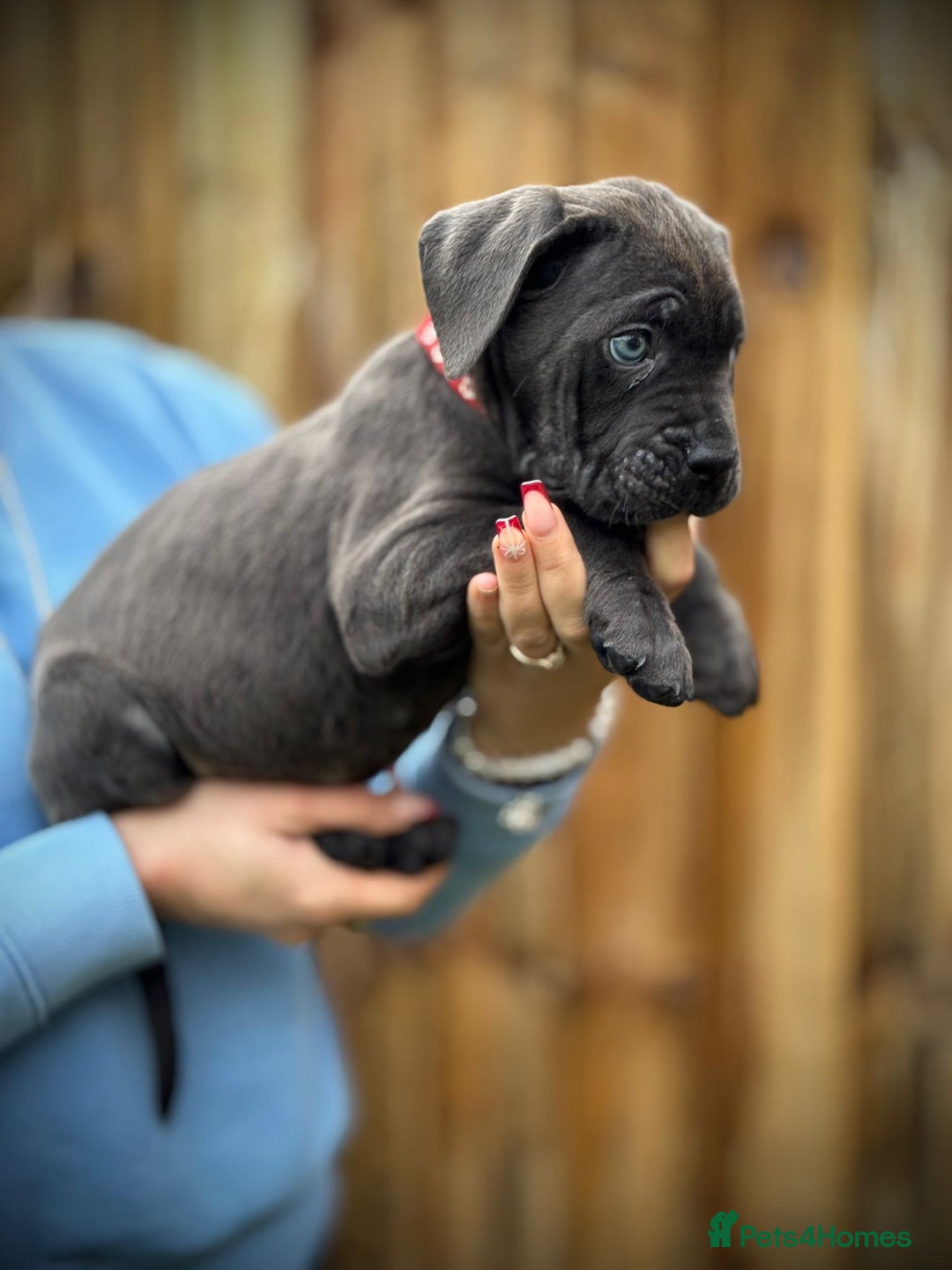 Cane Corso dogs for sale: Balestra Magica Corso IKC/FCI  - Advert 26