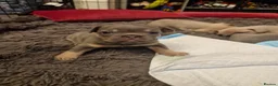 French Bulldog dogs for sale: French bulldog puppies  - Advert 11