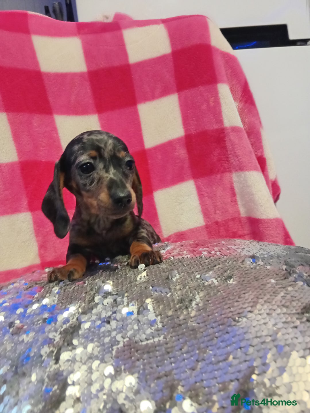 Miniature Dachshund dogs for sale: 1 last silver dapple girl 👧  - Advert 4