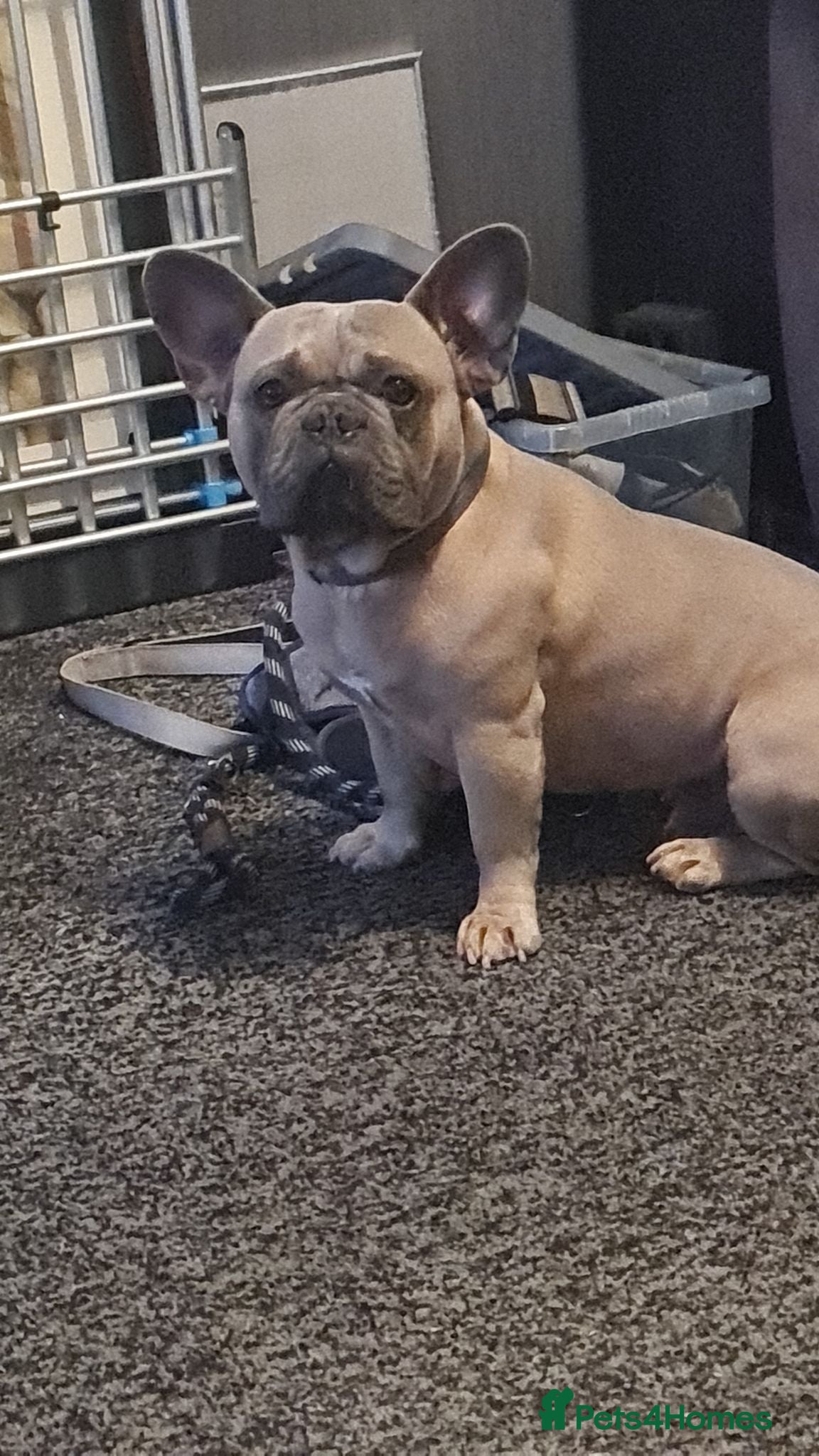French Bulldog dogs Kc reg stud - Advert 1