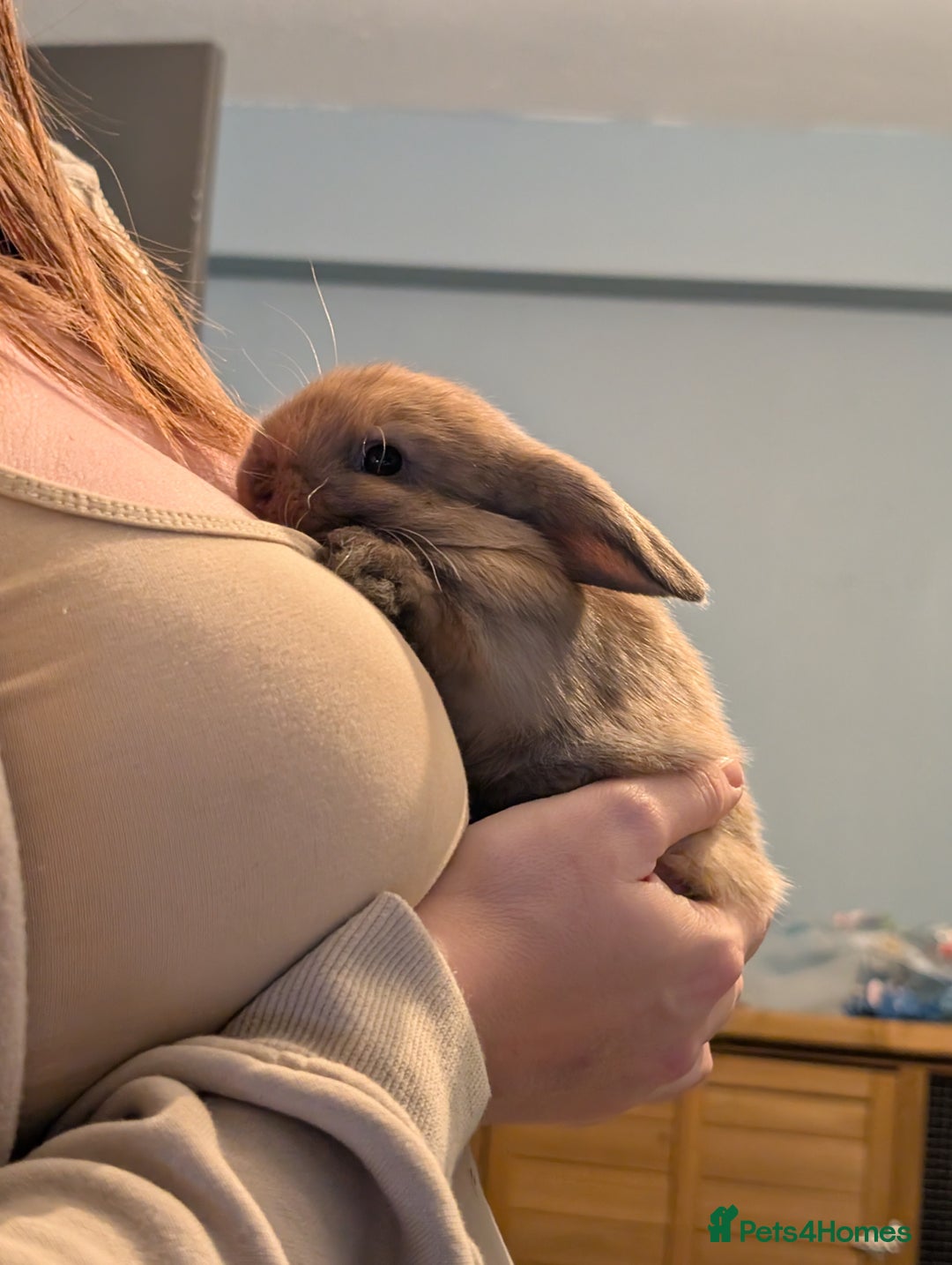 Mini Lop rabbits for sale: Five female Mini lops for sale - Advert 4