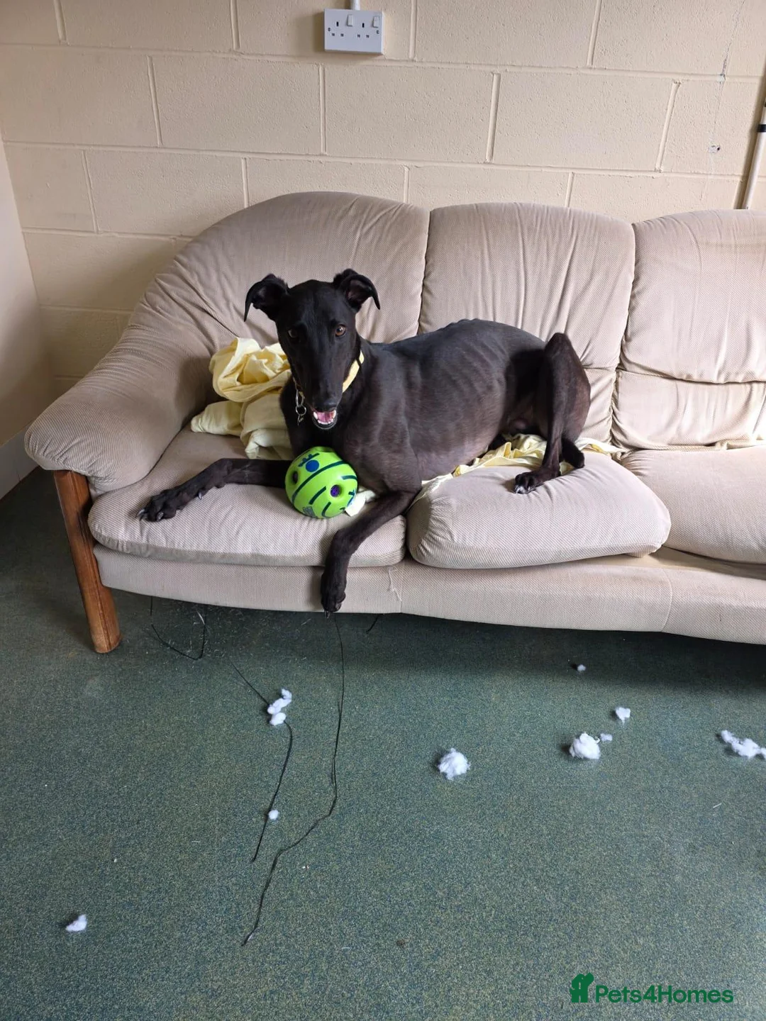 Greyhound dogs for adoption: Oliver - Advert 2