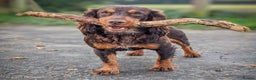 Cocker Spaniel dogs for stud: Cocker for stud in Polegate - Advert 7