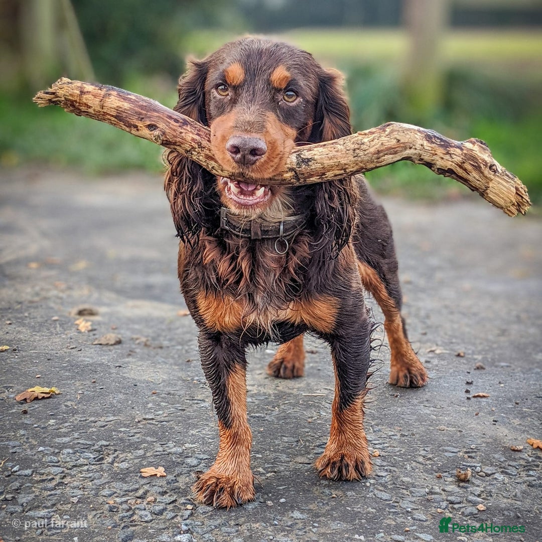 Cocker Spaniel dogs for stud: Cocker for stud in Polegate - Advert 7