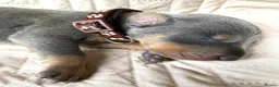 Dobermann dogs for sale: KC REGISTERED DOBERMAN PUPS - Advert 4