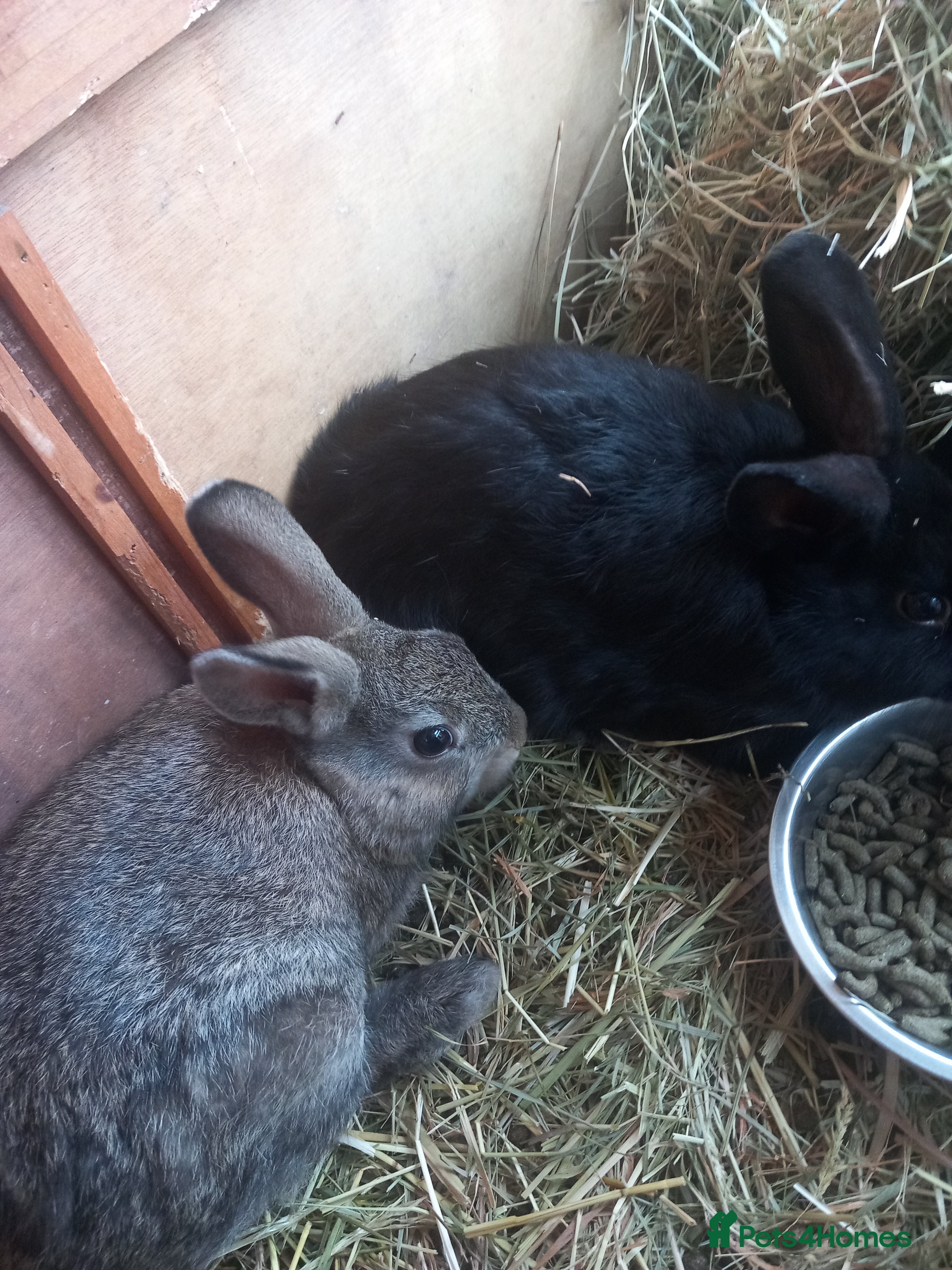Mixed Breed rabbits Bunnies ready for there new home  - Advert 5