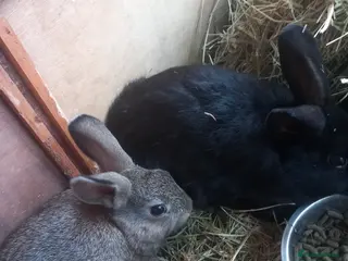 Mixed Breed rabbits Bunnies ready for there new home - Advert 5