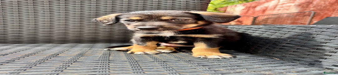 Mixed Breed Puppy 2