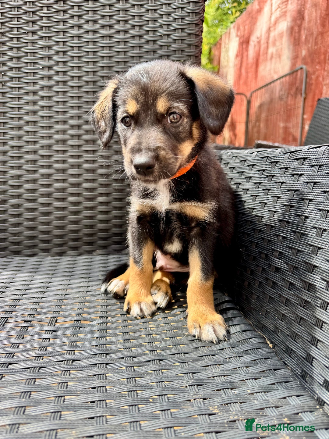 Mixed Breed dogs for sale: Sprollie x husky puppies  - Image 2