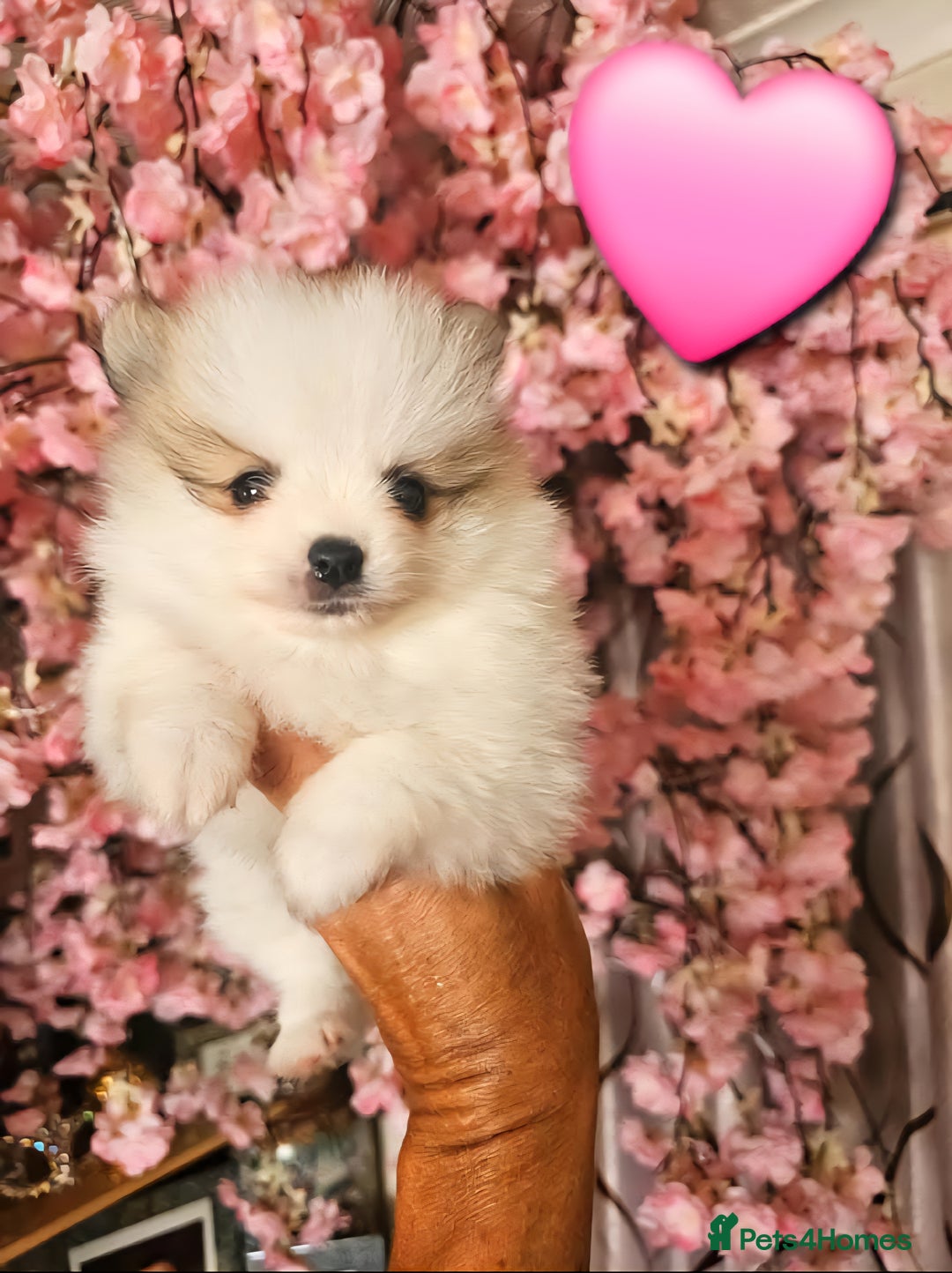 Pomeranian dogs for sale: Waaaaw #SUPERB #POMERANIAN's - Image 9
