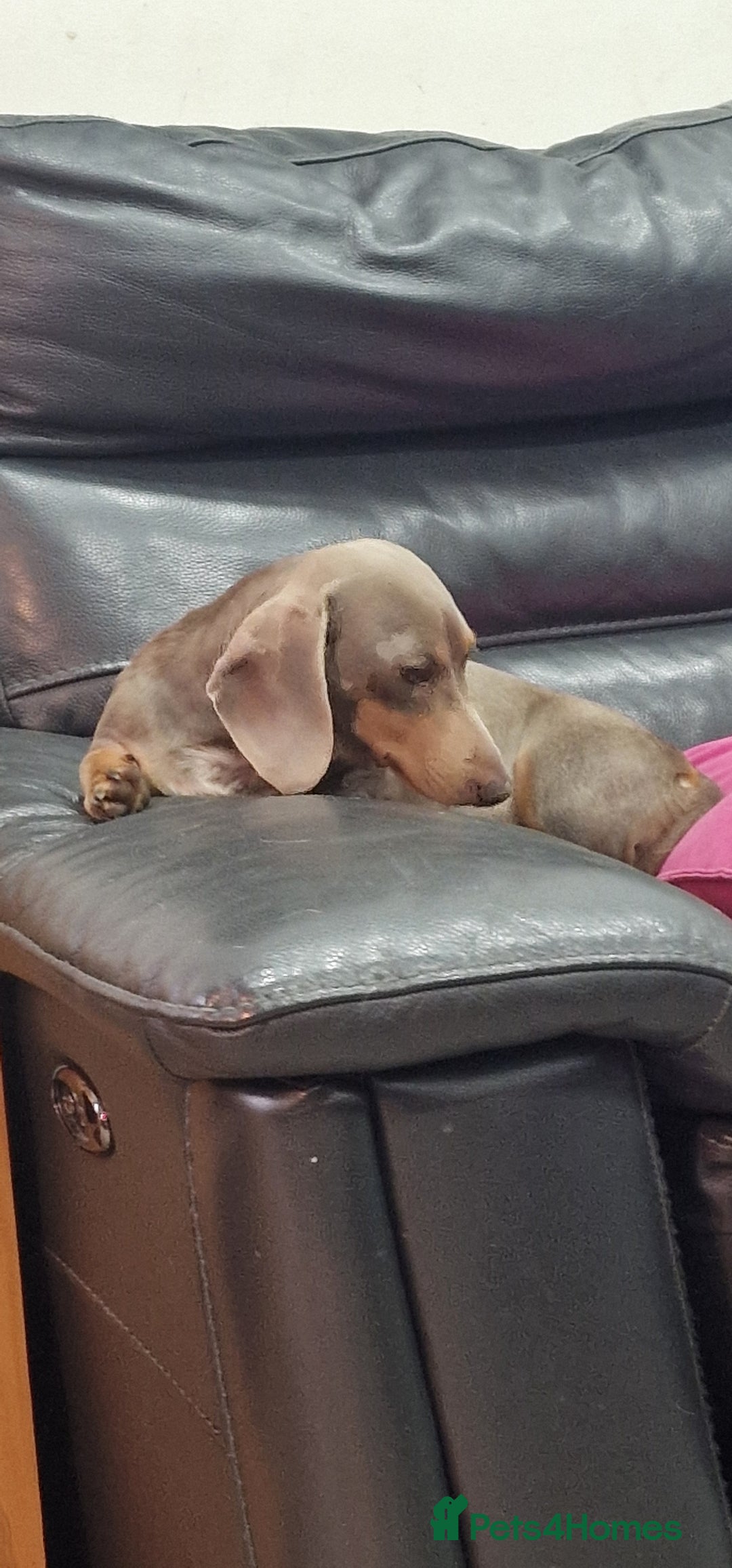 Miniature Dachshund dogs for sale: LAST TWO GORGEOUS MINIATURE DACHSHUNDS - Advert 25
