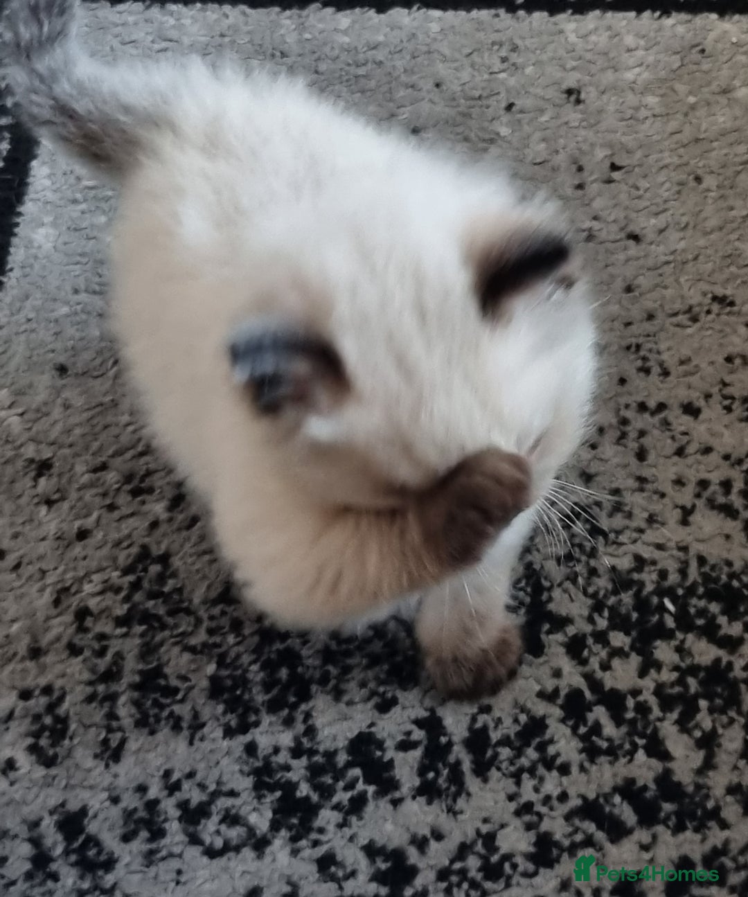Ragdoll cats for sale: Beautiful Ragdoll  - Image 4