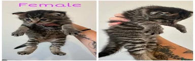 Tabby Female