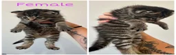 Mixed Breed cats for sale: Beautiful, friendly kittens for sale! - Advert 4