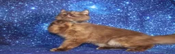 British Shorthair cats for sale: Retired British Shorthair/Longhaired females - Advert 8