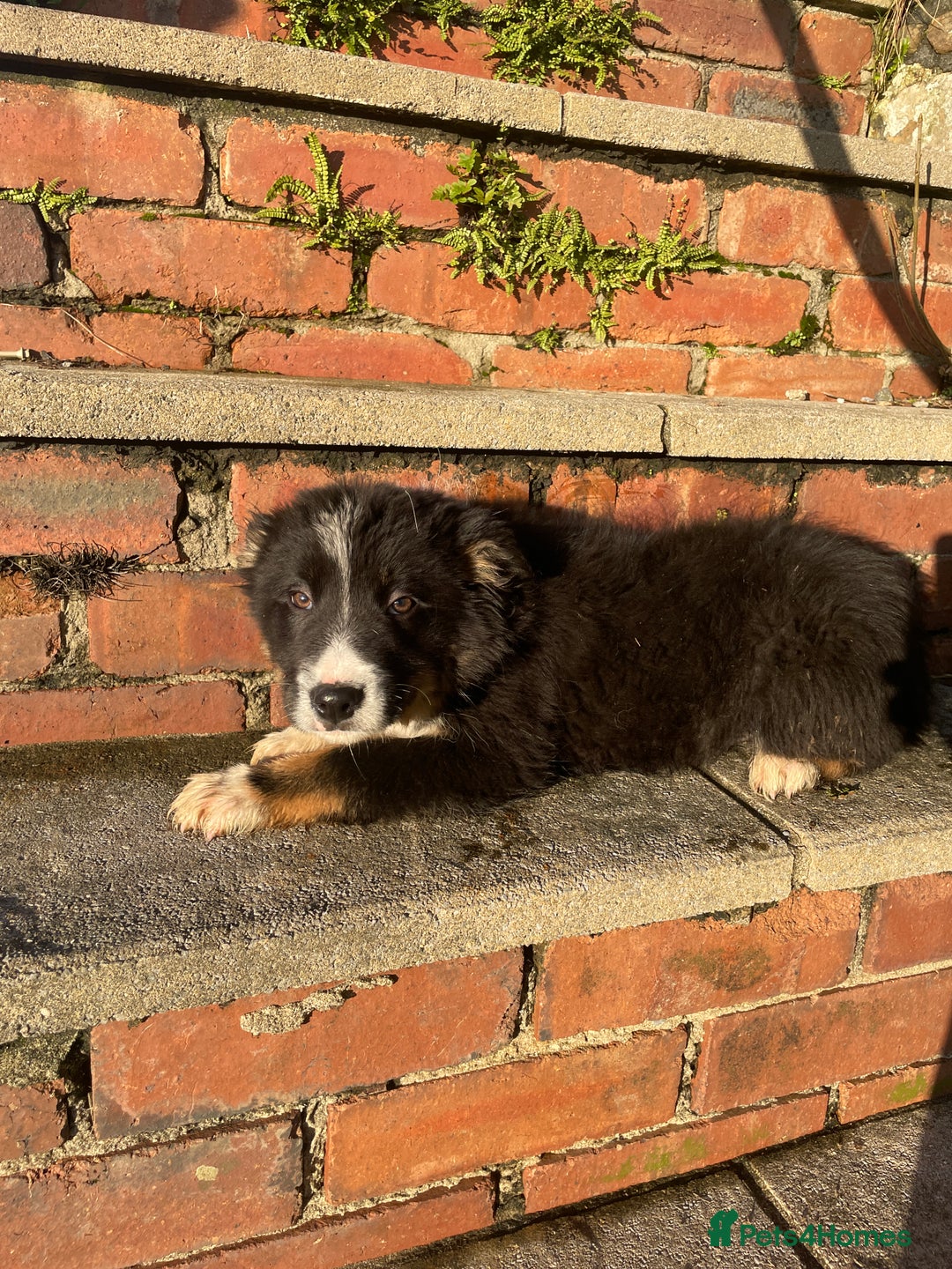 Border Collie dogs for sale: 3 Beautiful Sheepdog Puppies - Advert 26
