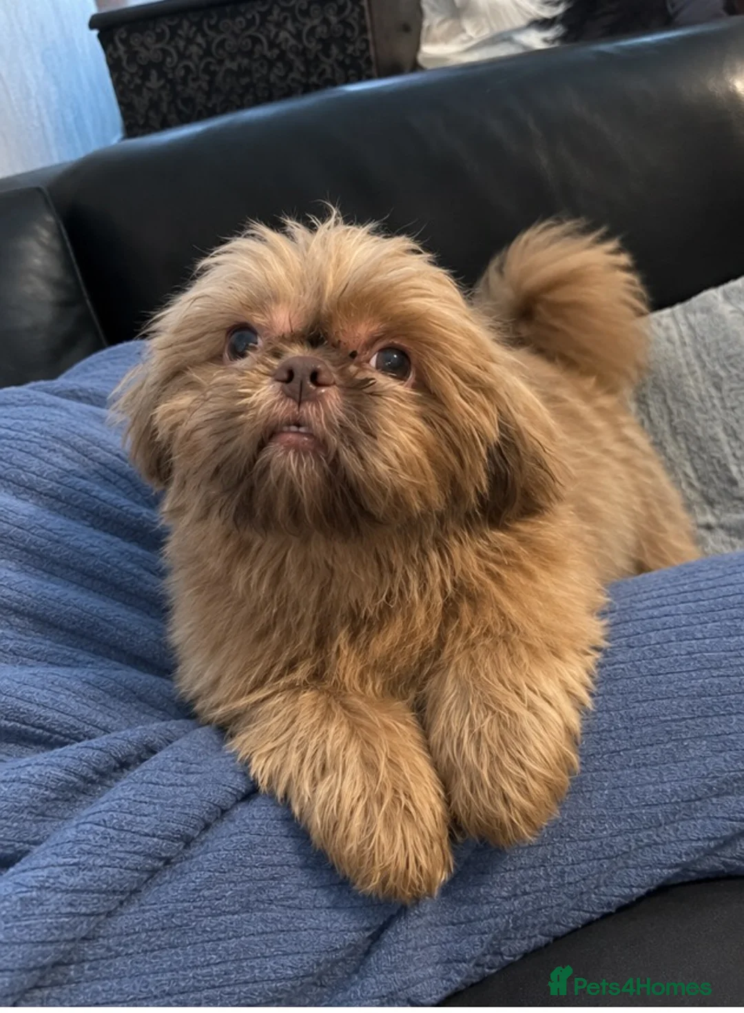 Shih Tzu dogs for sale: Beautiful miniature Shih tzu for sale  - Advert 2